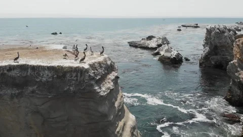 Seagulls Flying Over Ocean Stock Footage 145779789