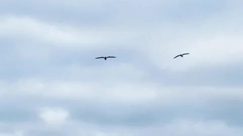 Seagulls Flying Over Ocean Stock Footage 282794632