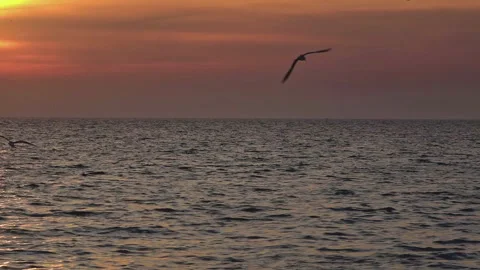 Seagulls Flying Over the Ocean in Red Twilight Stock Footage 283293150