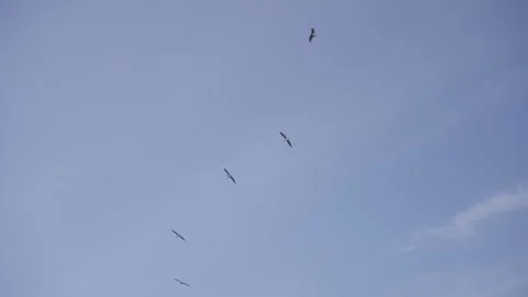 Seagulls flying over ocean in the sky Stock Footage 246703047