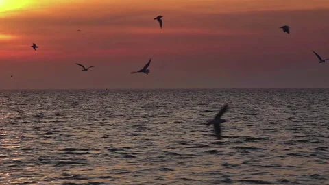 Seagulls Flying Over the Ocean in Summer Twilight Stock Footage 282676530