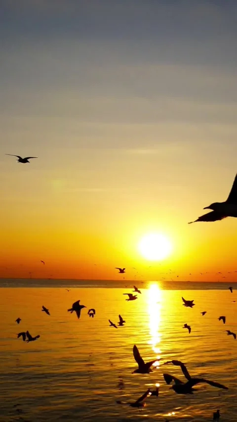 Seagulls flying over ocean at sunset 스톡 동영상 336333614