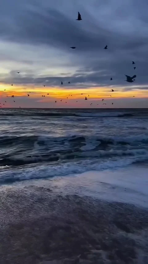 Seagulls Flying Over Ocean Sunset 库存影片 341629597
