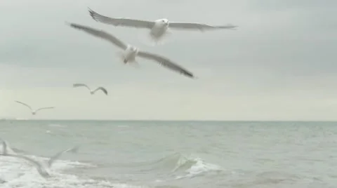 Seagulls flying over the ocean waves. Video stock 52932095