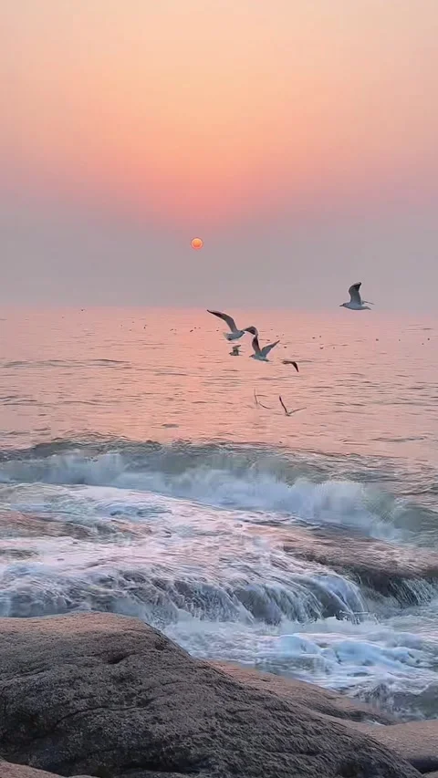Seagulls flying over ocean waves at golden sunrise in Beidaihe Stock Footage 330119689