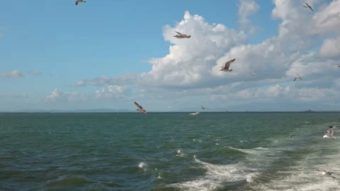 Seagulls Flying Over Open Sea With Waves and Clouds Stock Footage 329812050