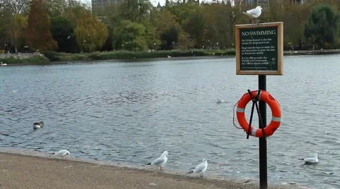 Seagulls flying over the pond. Stock Footage 62064025