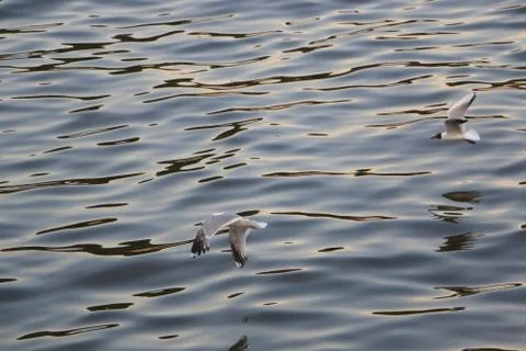 Seagulls flying over the river Stock Photos