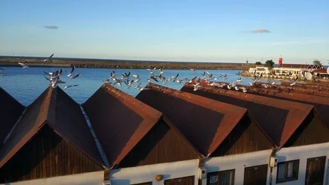 Seagulls flying over the roofs Stock Footage 100018776