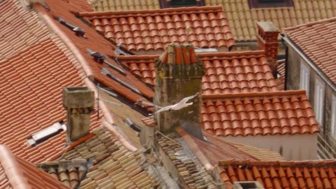 Seagulls flying over the rooftops of Dubrovnik during sunny weather Stock Footage 313731402