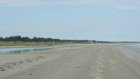 Seagulls flying over a sandy beach and low tide seascape Video stock 338066217