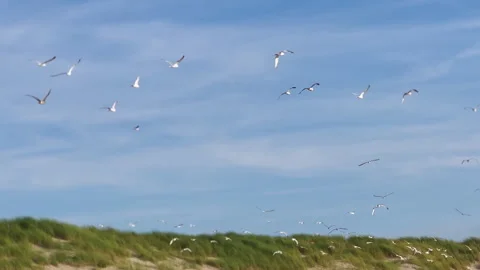 Seagulls Flying Over Sandy Dunes Covered in Greenery Stock Footage 295992526