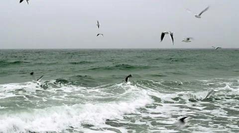 Seagulls Flying Over the Sea Stock Footage 45853627
