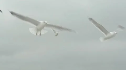 Seagulls flying over the sea. Stock Footage 52931925
