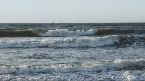 Seagulls flying over sea Stock Footage 95936293