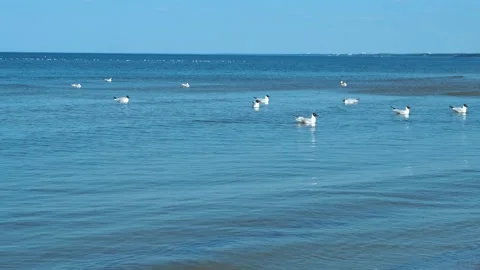 Seagulls flying over the sea Video stock 130875814