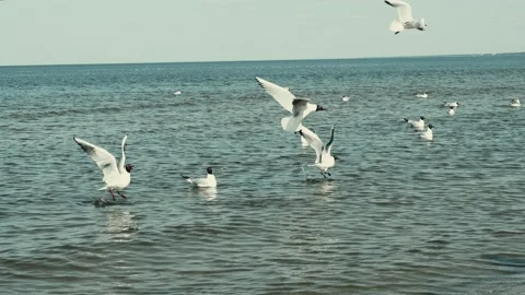 Seagulls flying over the sea Stock Footage 130876225