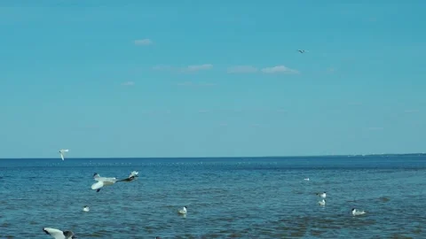 Seagulls flying over the sea Stock Footage 130876531