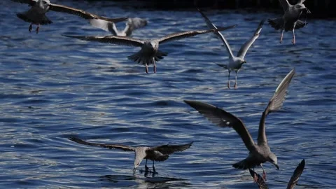 Seagulls flying over the sea Stock Footage 292407553