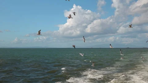 Seagulls Flying Over the Sea Stock Footage 328618082