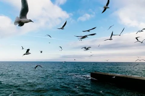 Seagulls flying over the sea. Stock Photos