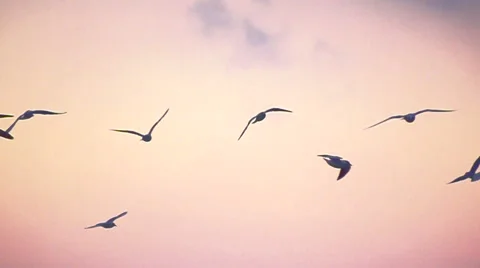 Seagulls flying over the shore in the evening. Slow motion. Stock Footage 65004161