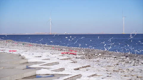 Seagulls flying over snow covered beach Stock Footage 328093058