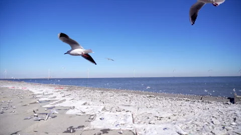 Seagulls flying over snow covered beach Stock Footage 328093082
