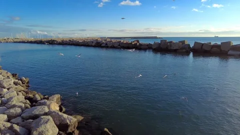 Seagulls flying over a stone breakwater in the blue sea on a sunny day Video stock 337240261