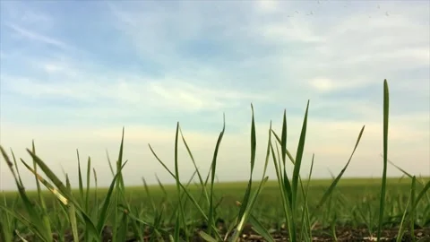 Seagulls flying over valley through grass Stock Footage 325329833