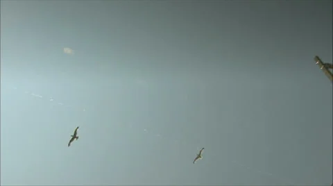 Seagulls Flying Overhead Stock Footage 37709805
