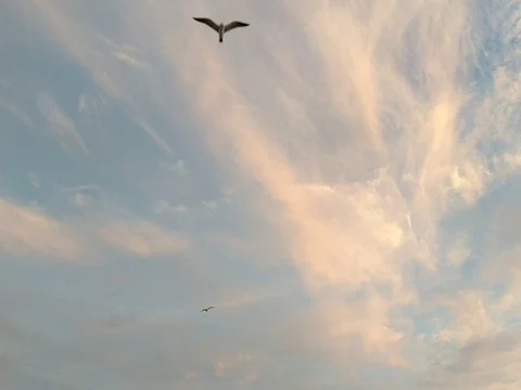 Seagull's flying overhead Stock Footage 80691346