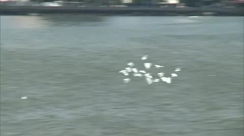Seagulls flying in Panama, pan Stock Footage 48126473