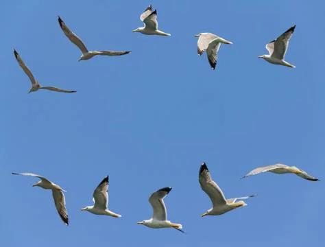 Seagulls flying Stock-Fotos
