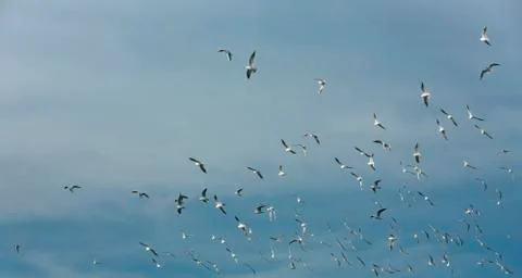 Seagulls flying Stock Photos
