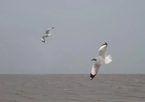 Seagulls flying Foto stock