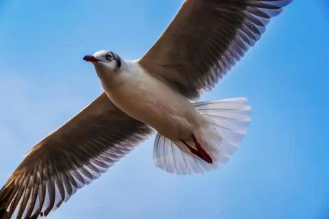 Seagulls flying Stock Photos