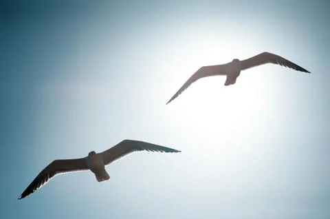 Seagulls flying Stock Photos