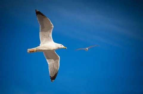 Seagulls flying Stock Photos