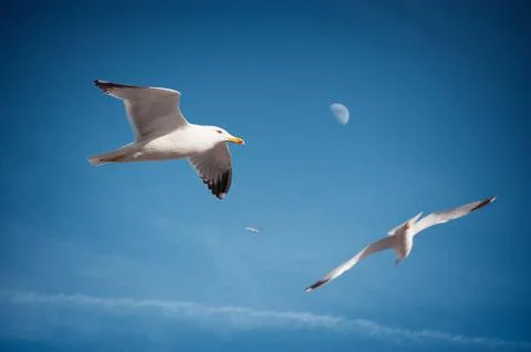Seagulls flying Stock Photos