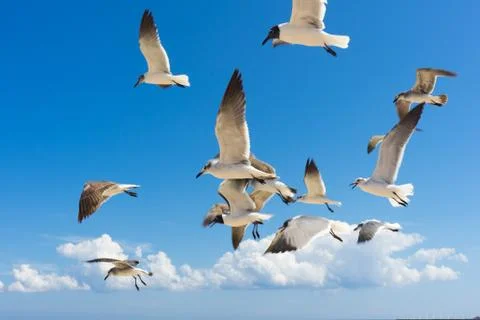 Seagulls flying Stock Photos