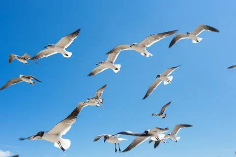 Seagulls flying Stock Photos