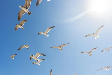 Seagulls flying Stock Photos