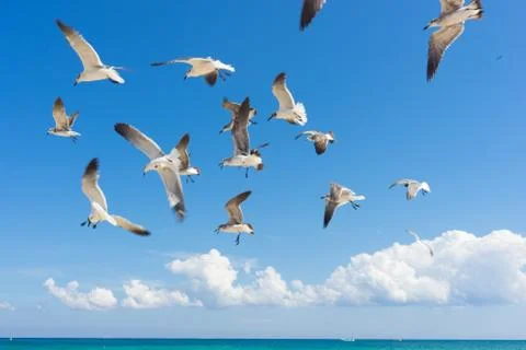 Seagulls flying Stock Photos