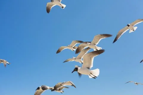 Seagulls flying Stock Photos