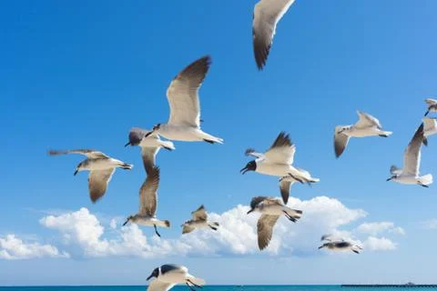 Seagulls flying Stock Photos