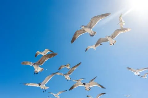 Seagulls flying Stock Photos