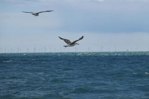 Seagulls flying Stock Photos