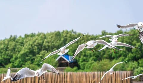 Seagulls flying Stock Photos