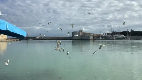 Seagulls flying in the port Stock Footage 170838628